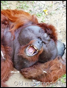 Old man Orangutan, Matang Wildlife Centre, Kubah National Park, Borneo