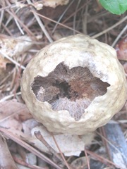mushroom puff ball inside