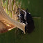 Boll Weevil