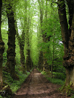 Through forest pathway