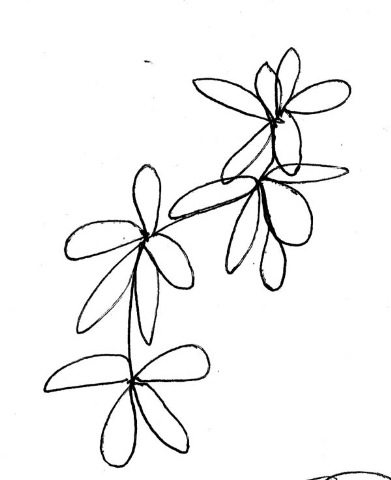 [flowers%255B4%255D.jpg]