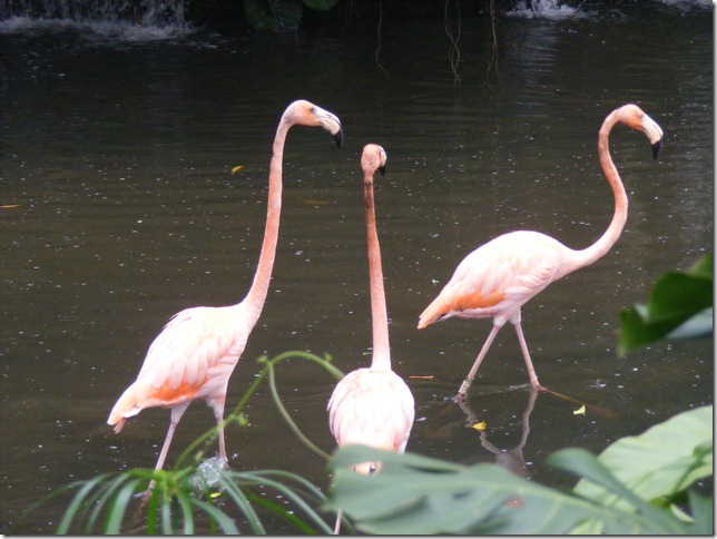 Jurong Bird Park 4