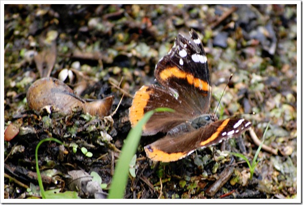 admiral and snail shell
