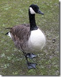 canada goose