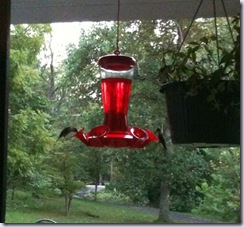 hummingbirds six