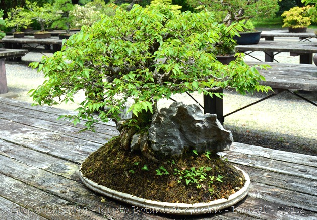 Glória Ishizaka -   Kyoto Botanical Garden 2012 - 50