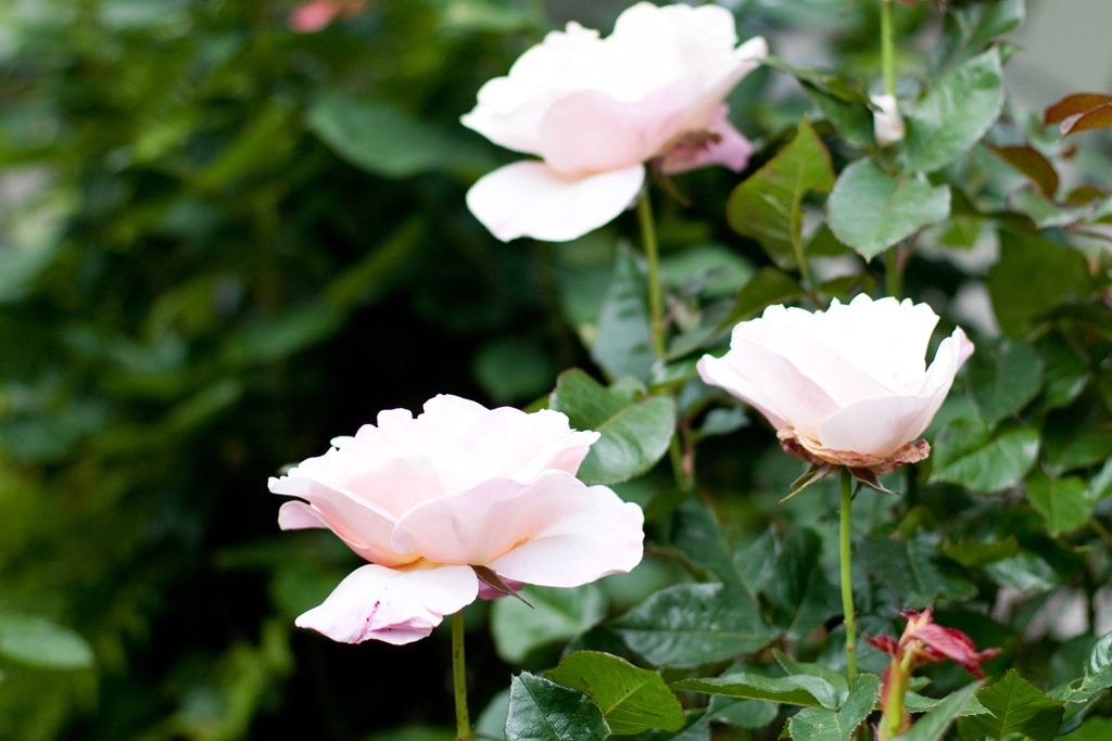 [20130608-IMG_8807%255B4%255D.jpg]