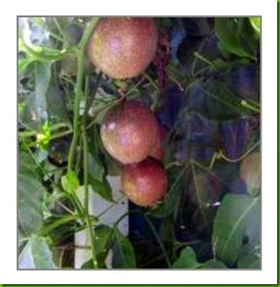 Edulis x flavicarpa Edulis x flavicarpa
