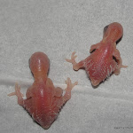 Jan 13-12 Chyna & Snowy's Babies 2 and 1 day old.JPG