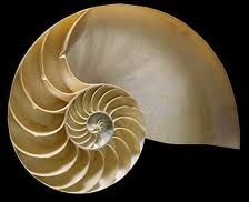 [nautilus%255B2%255D.jpg]