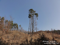 dsc06754.jpg