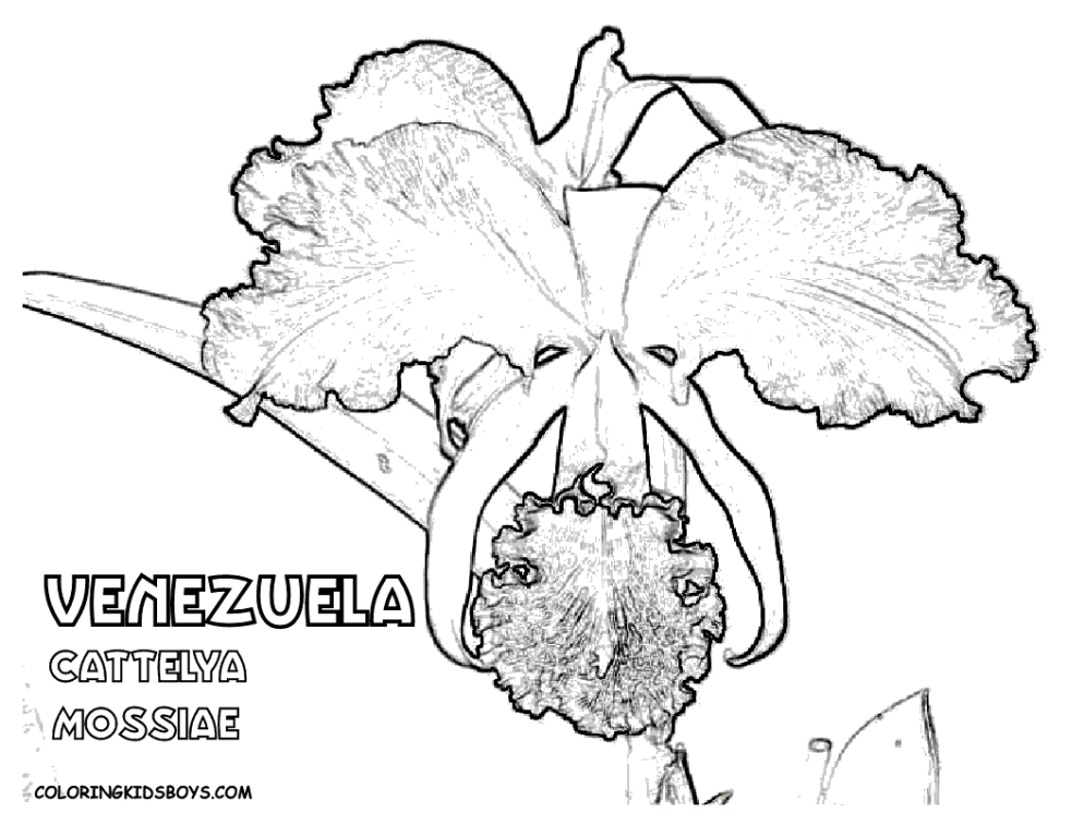 [08_venezuela_cattelya_flower_at_coloring-pages-book-for-kids-boys%255B2%255D.gif]