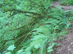 columbia_river_gorge