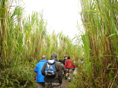 Sugarcane.  After lunch same day, this time hiking on the active side of the volcano.