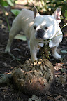 Ah-choo!  One can see why these things are called puffballs!
