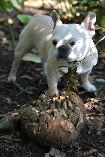 Ah-choo!  One can see why these things are called puffballs!