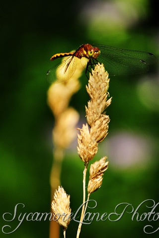 [dragonfly1w8.jpg]