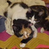 Prior to the attack, Charlie pretends to love on Tess.