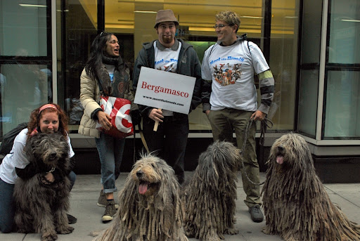 Just look at these Bergamasco - an ancient shepherding breed that kind of look like big floor mops!