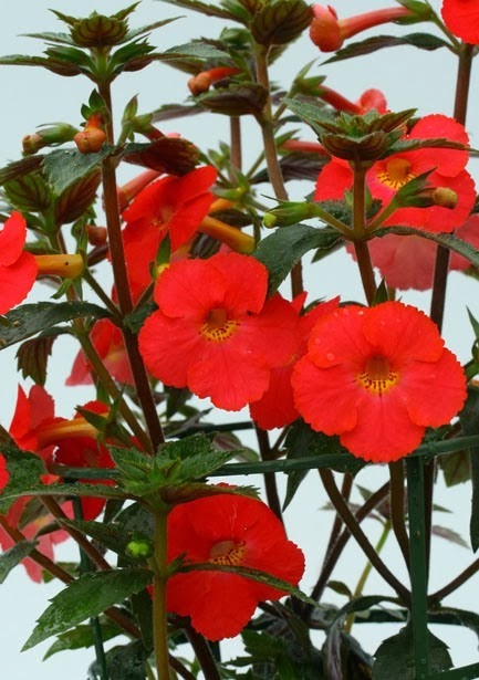 [Achimenes-Prima-Donna3.jpg]