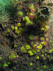 Jewel anemone: bright green jewel anemones