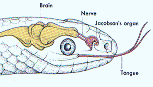 jacoborgan-reptiles