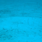 Garden eels