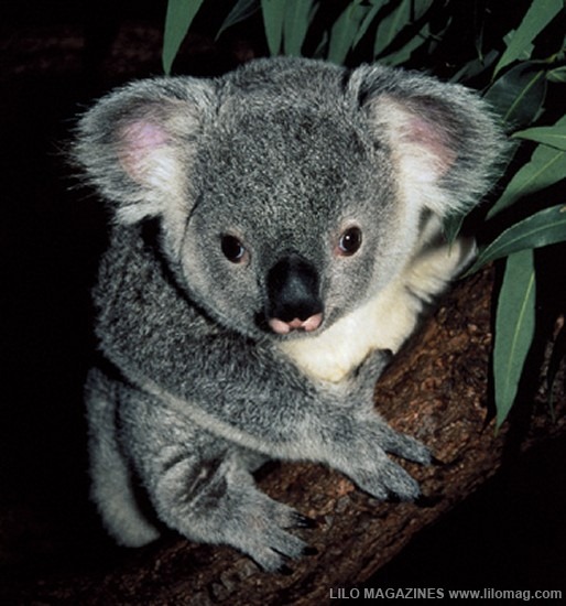 [Koala-Bear4.jpg]
