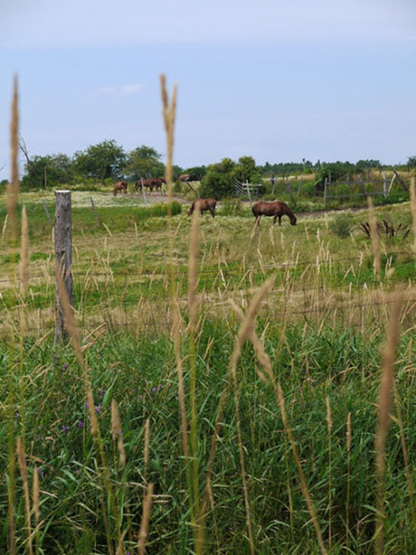 meadow_4
