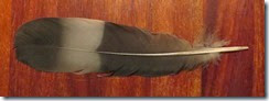 Trocaz Pigeon Feather
