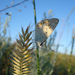 Скрипинская Мария_.JPG