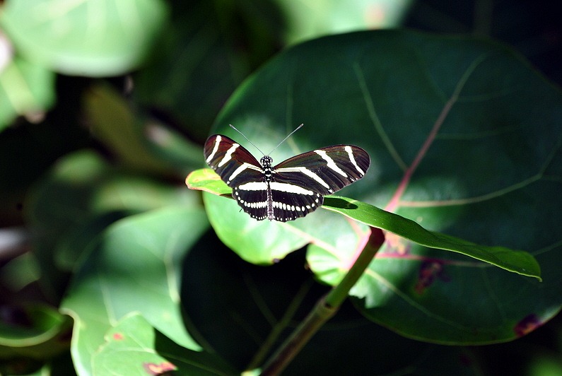 [Zebra-Butterfly---Florida-State-Butt%255B2%255D.jpg]