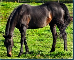 sort hest3