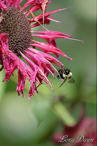 [Monarda_Bee%255B7%255D.jpg]