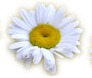 [daisys%255B5%255D.jpg]