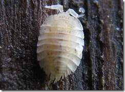 20120508 Lawn Platyarthrus Ant woodlouse (17a)