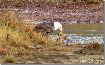 Eagle with fish carcass