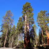 Giant Forest -  Sequoia e Kings Canyon NP, California. EUA