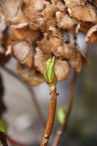 knop knop