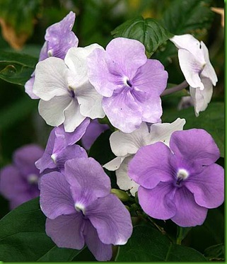 Brunfelsia grandiflora