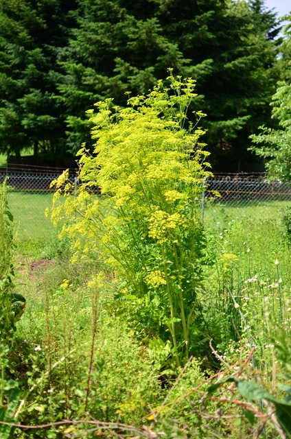 [DSC_0003%255B5%255D.jpg]