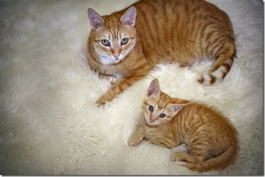 animals-mini-me-23