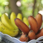 Mto Wa Mbu, frisch gepflücke Bananen © Foto: Svenja Penzel | Outback Africa