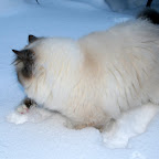 Gigi-januar-2010.JPG