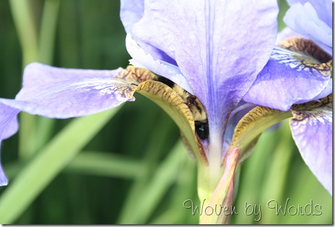 Bumble Bee Iris
