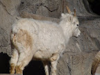 denver_zoo