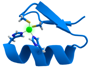 Zinc finger - Cys2His2 zinc finger motif, consisting of an α helix and an antiparallel β sheet. The zinc ion (green) is coordinated by two histidine residues and two cysteine residues. Zinc finger - Cys2His2 zinc finger motif, consisting of an α helix and an antiparallel β sheet. The zinc ion (green) is coordinated by two histidine residues and two cysteine residues.