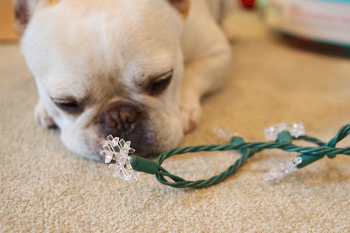 I think I'll use these beautiful Snowflake Lights to illuminate the tree.