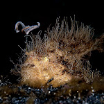 Hairy frog fish