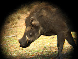 I still think warthogs are cool, but they definitely have a face that only their mother could love! Ugly little guys! Transition to Madagascar - 054.jpg